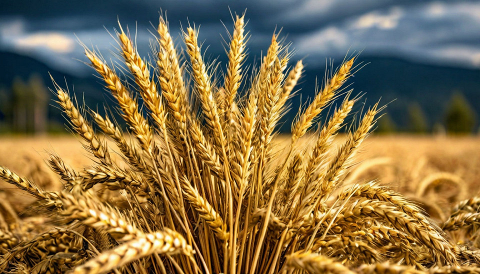 Пшеничные колосья