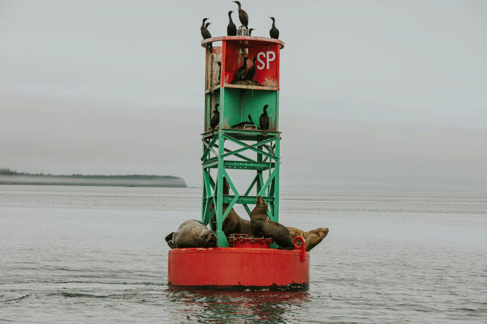 Котики на буе недалеко от Питерсберга, Аляска