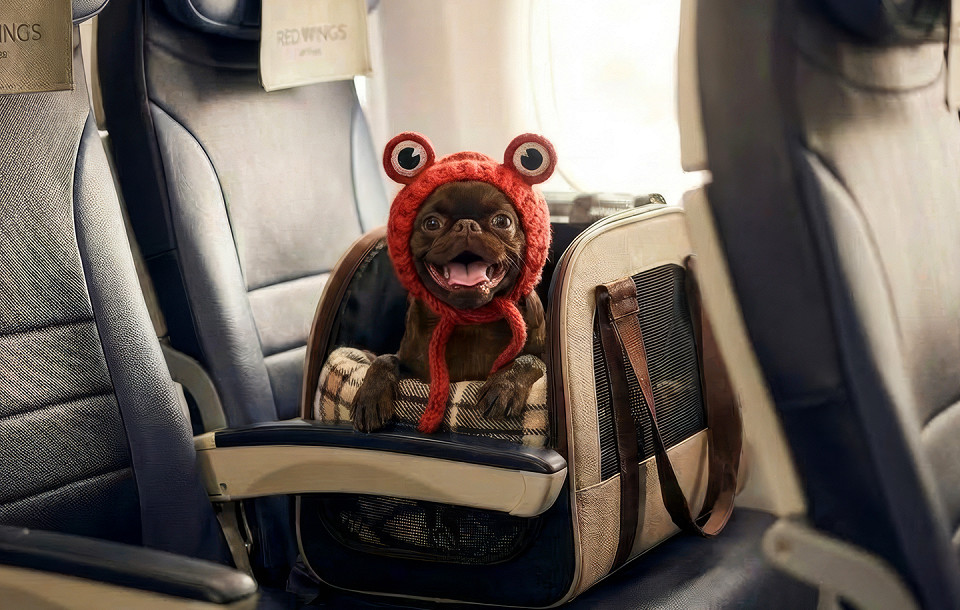 Red Wings, животное собака в пассажирском кресле в салоне самолета