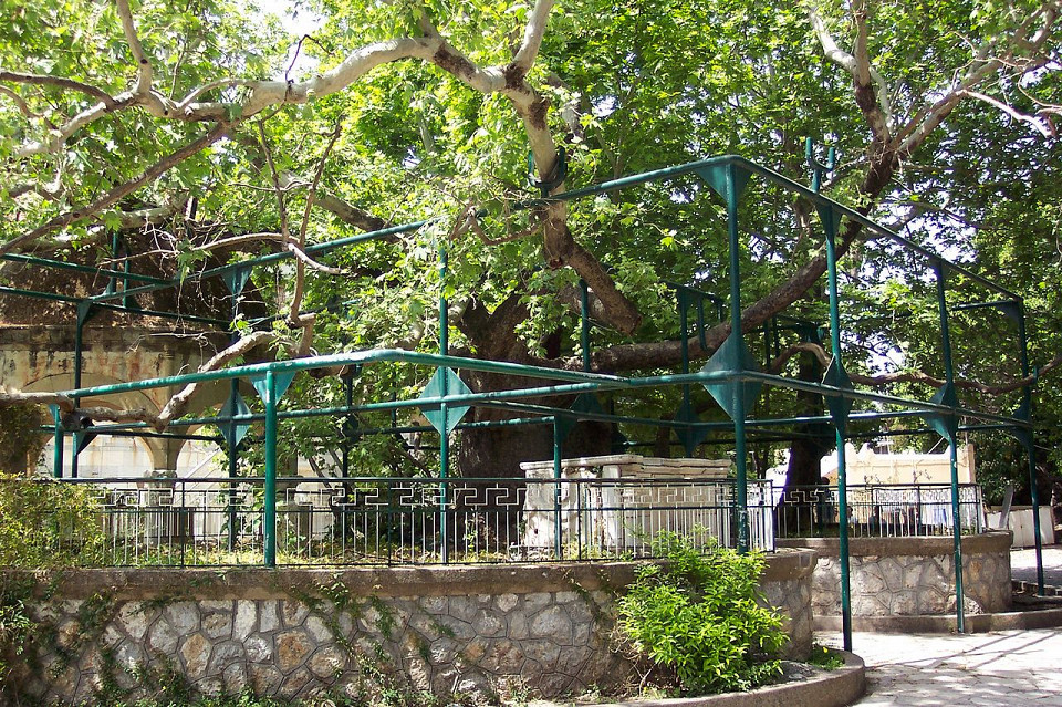Платан Гиппократа, Кос