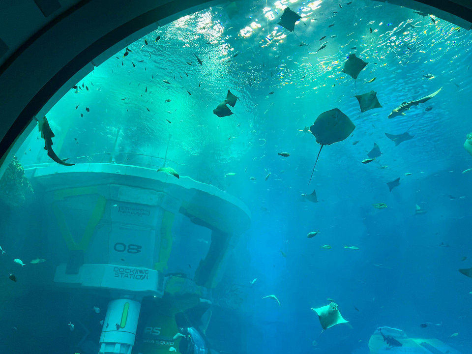 Окно в аквариуме SeaWorld Abu Dhabi