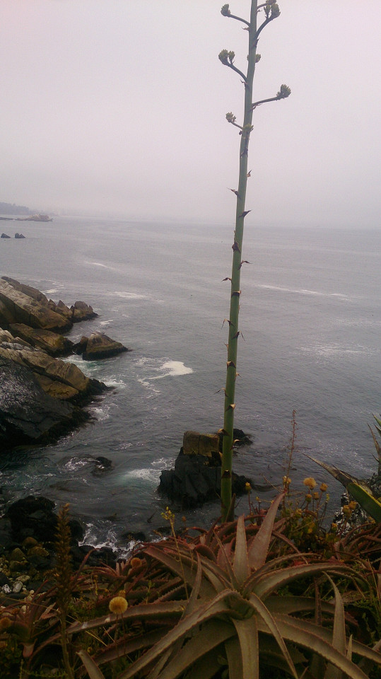 HoneyviewТихий океан в пасмурную погоду