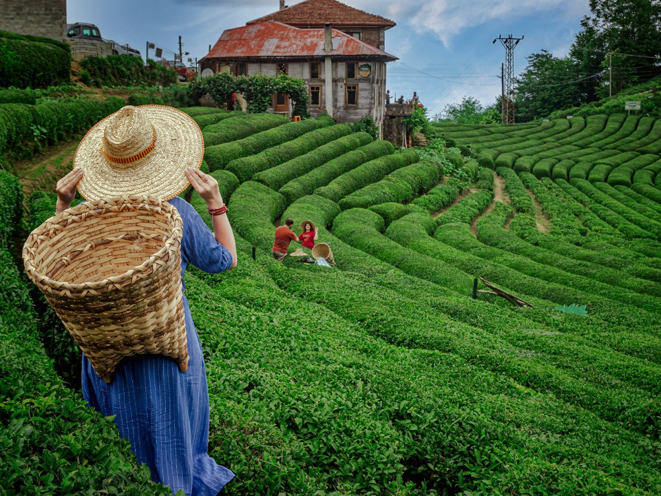 Где растет чай 3