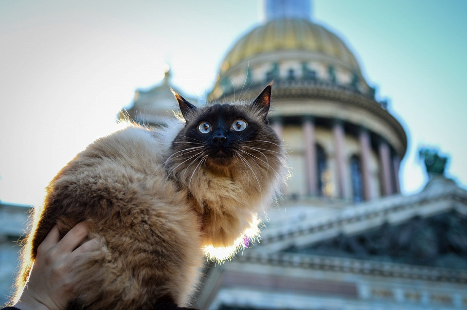 Кошка в Санкт-Петербурге на фоне Исаакиевского собора