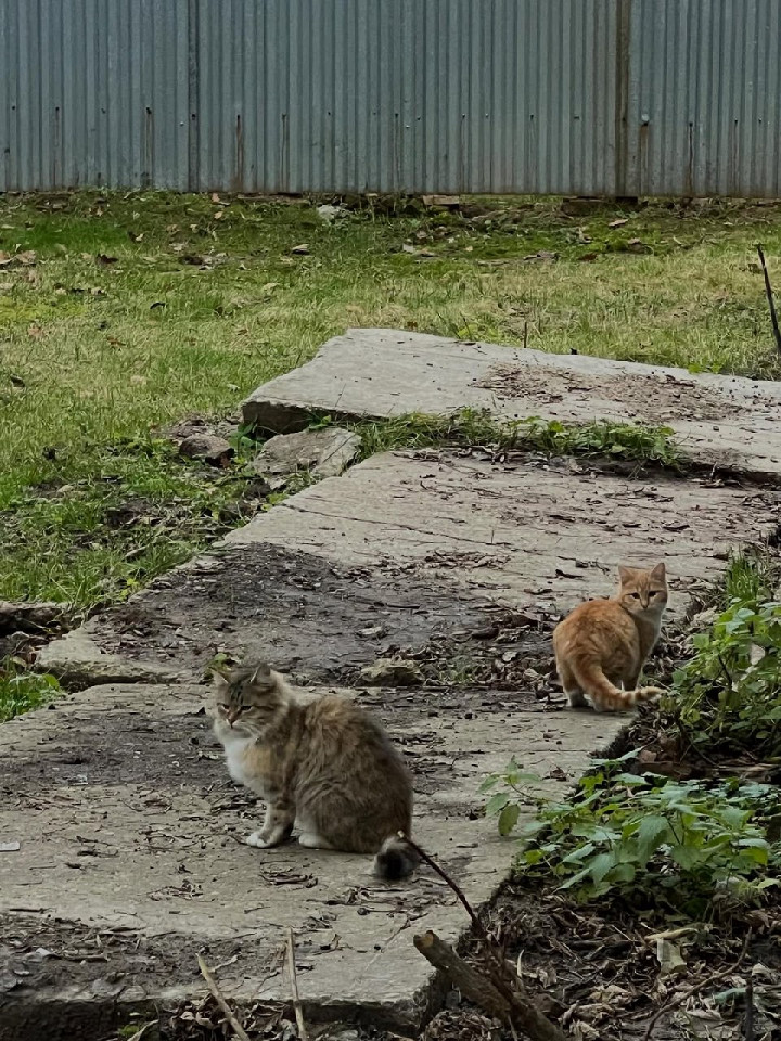 Приехала в расхваленный Звенигород2