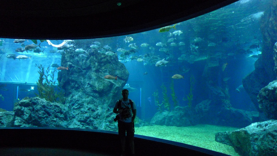 Аквариум Sea Life Bangkok Ocean World в торговом центре Сиам-Парагон, Бангкок
