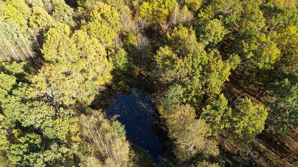 Лес с прудом посередине, Нижегородская область