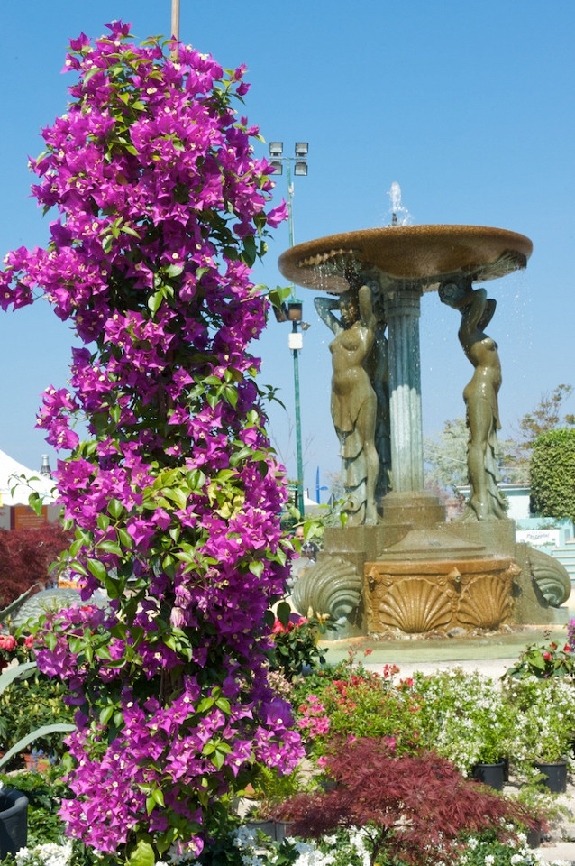 Festa Dei Fiori, Каттолика