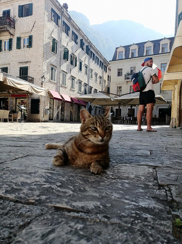 Отзыв о Черногории котик