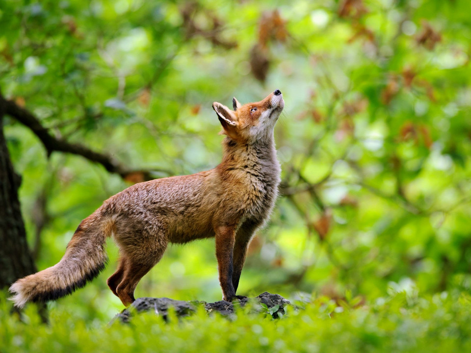 Сказки народов России 3