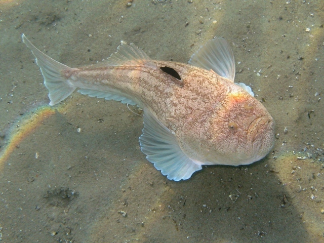 Морская коровка (звездочет)