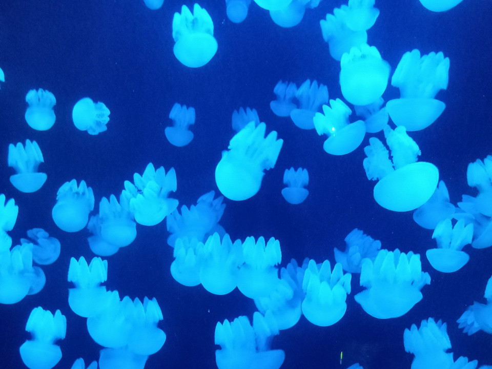 Муж поворчал, но согласился отзыв об Atlantis, The Palm 3