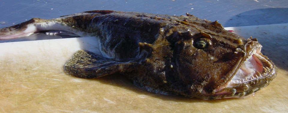 Удильщик, морской черт