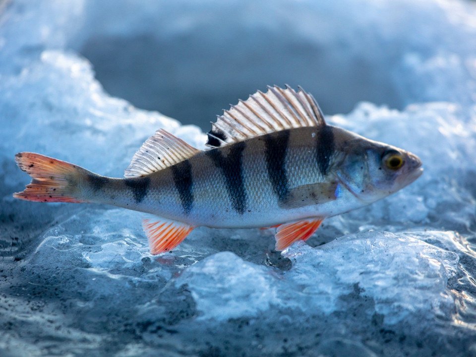 Где ловить окуня: лучшие места, приманки и советы для рыбалки 4