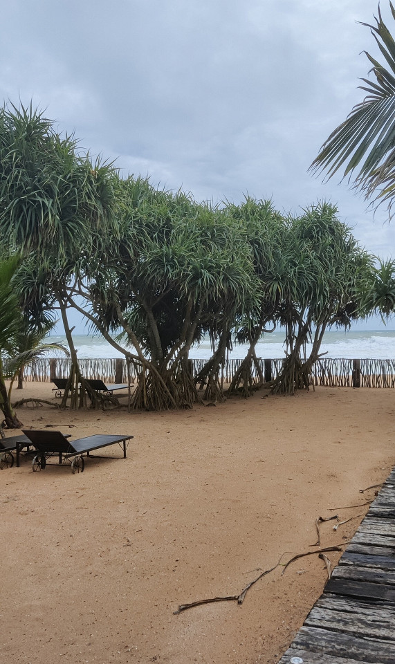 Шри-Ланка из Индии, отзыв6