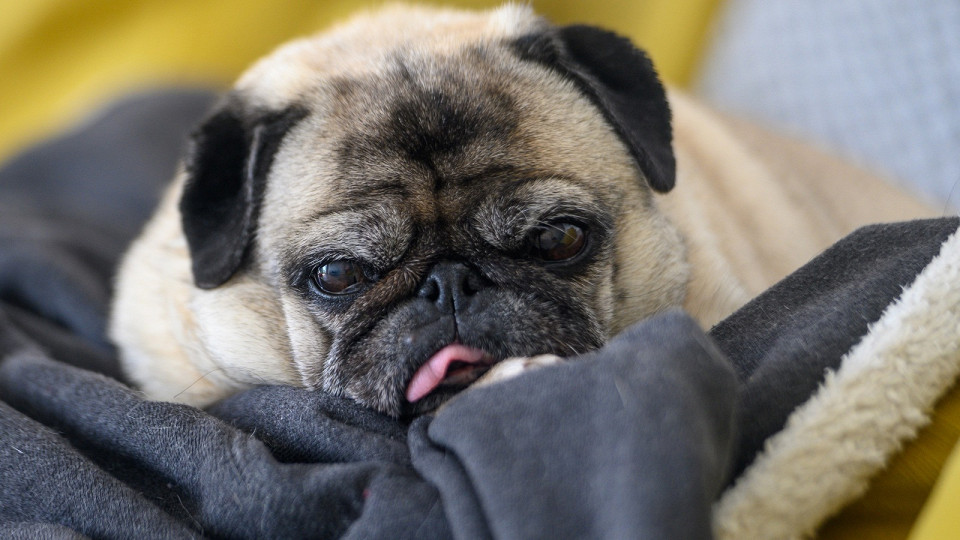 Грустный мопс