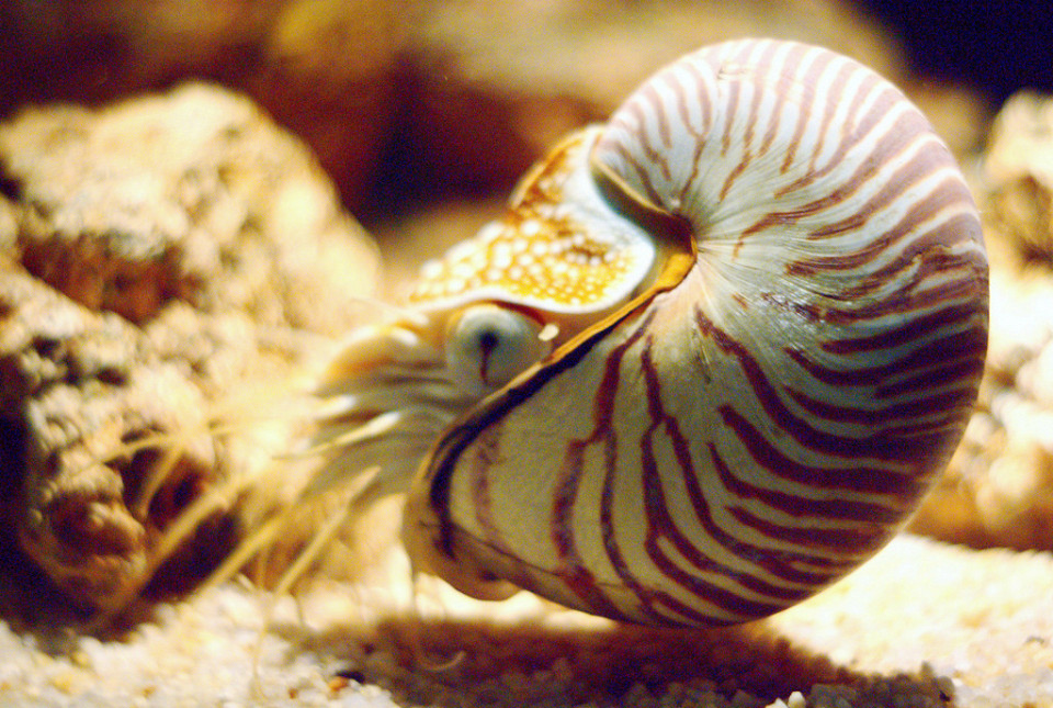 Аквариум Sea Life Bangkok Ocean World, наутилус