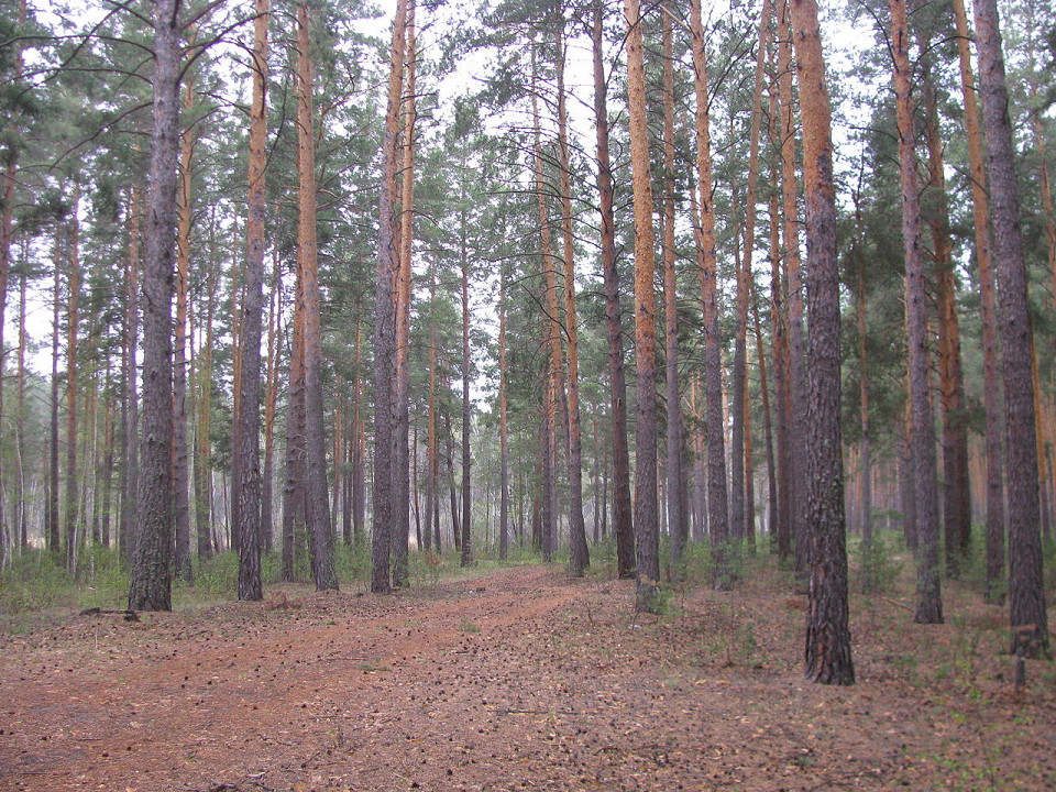 Барнаульский ленточный бор