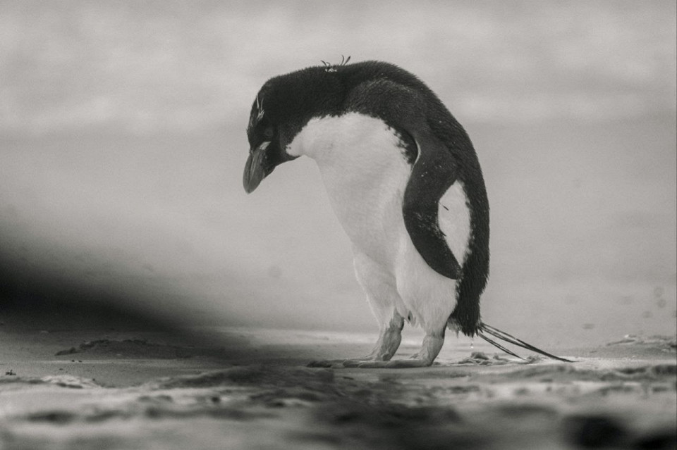 Пингвин отшельник2