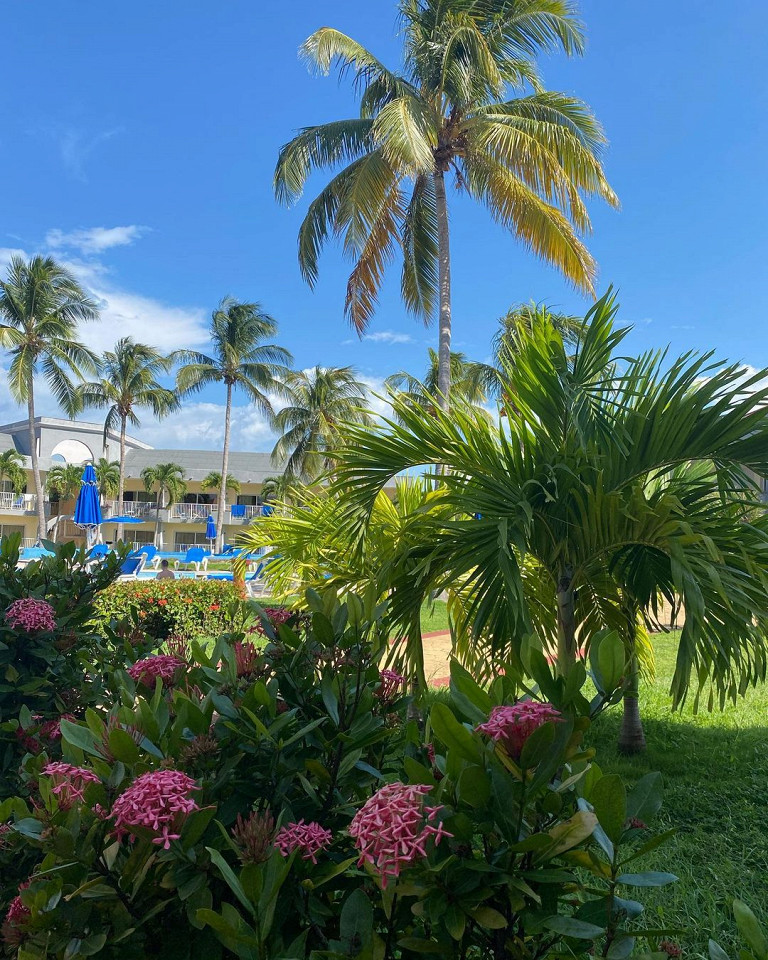 Доминикана или Куба6