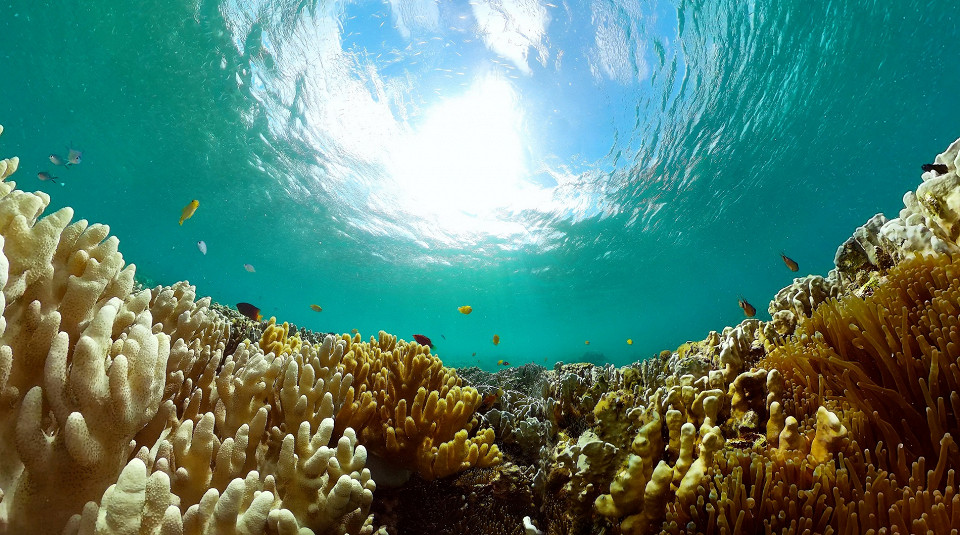 Под водой, море