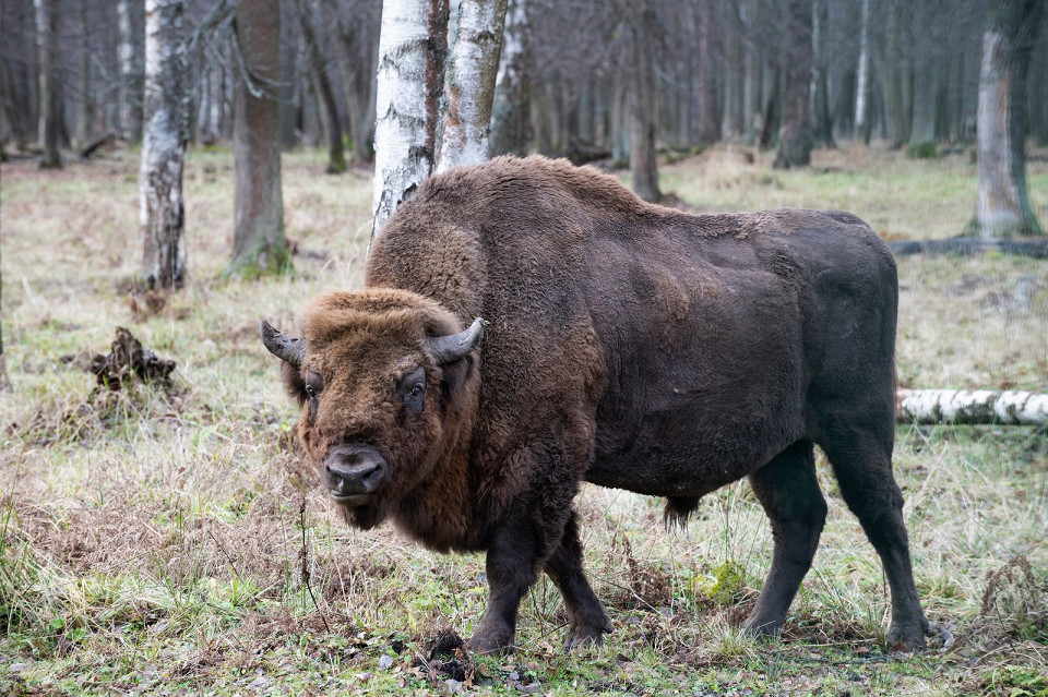 Зубр