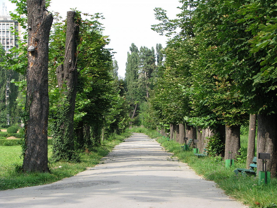 Бухарестский ботанический сад, аллея