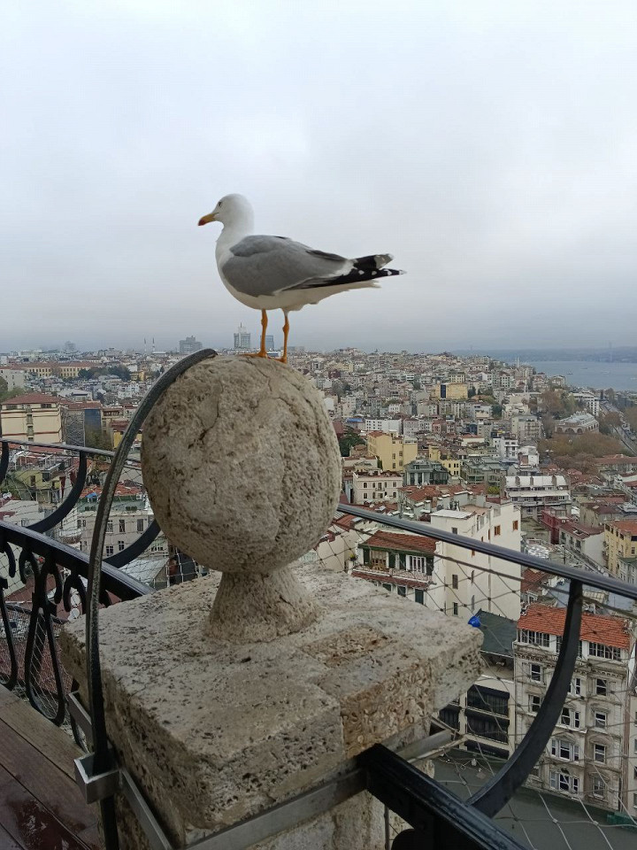 Зимний Стамбул2