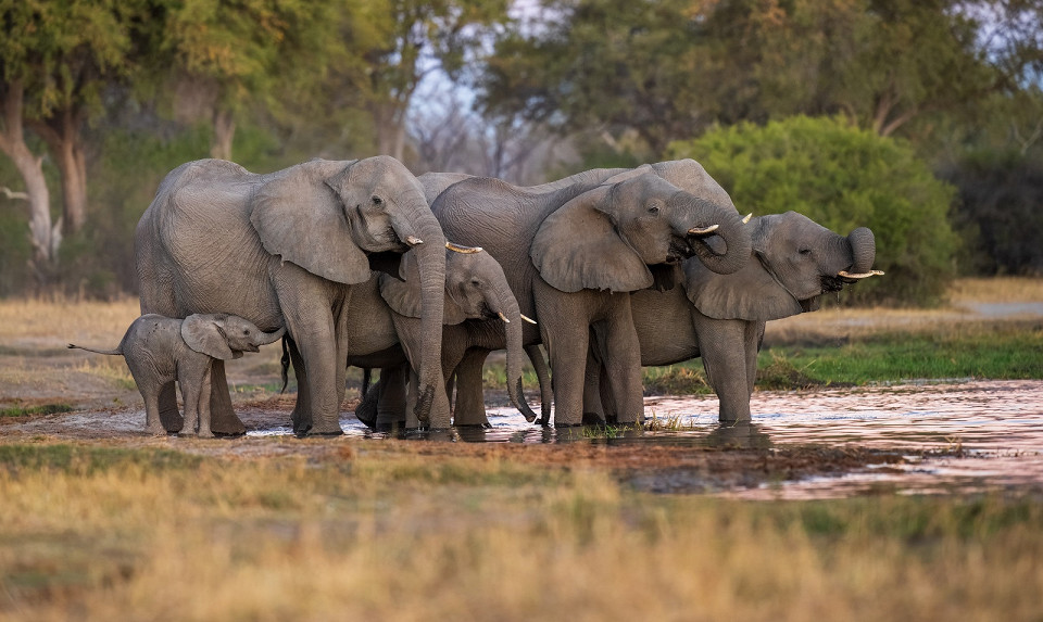 Африканские слоны в Африке