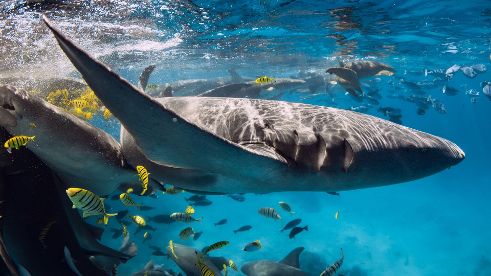 Акула-нянька на Мальдивах