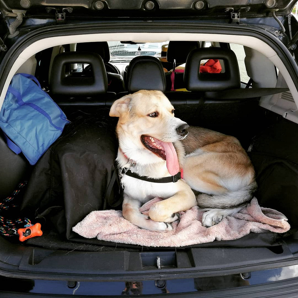 Сколько стоит жизнь с огромным псом в Испании5