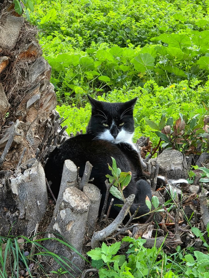 Новый год в Афинах, отзыв5