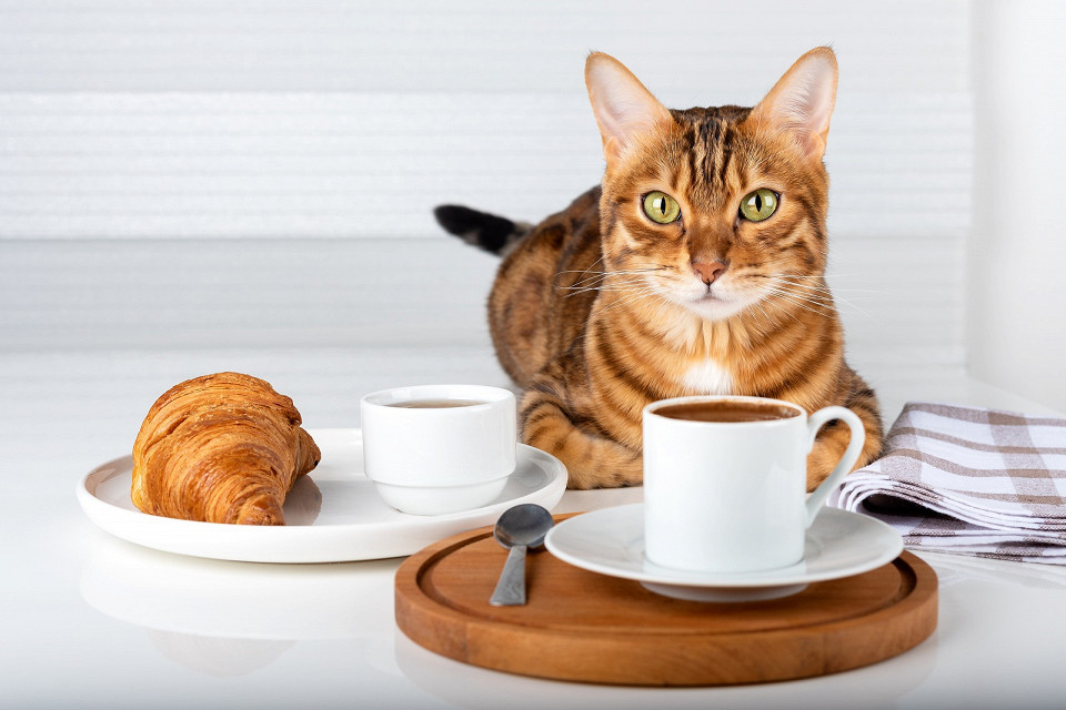Кот с круассаном