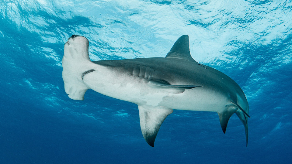 Акула-молот