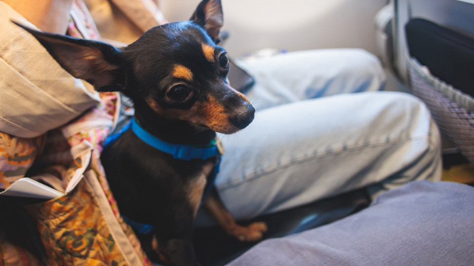 Собака в самолете