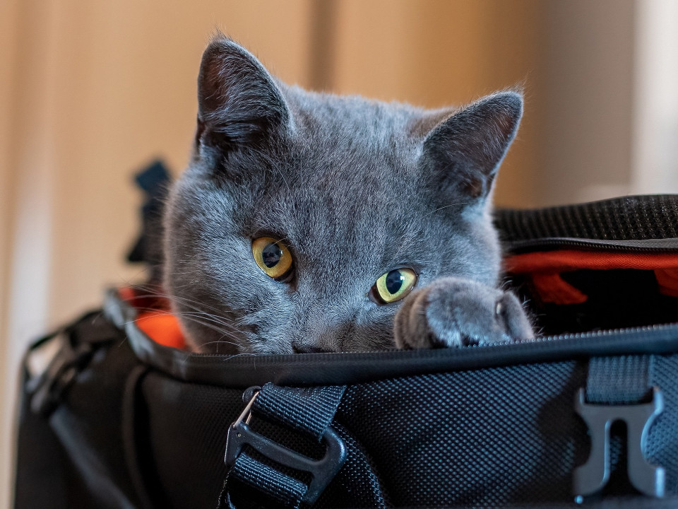 Кот выглядывает из сумки