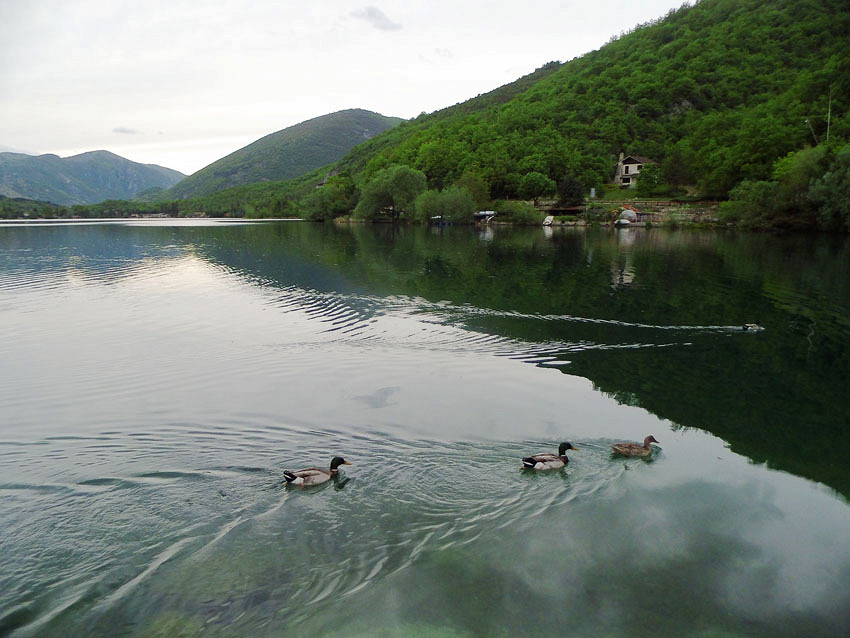 Утки на озере Сканно, Абруццо