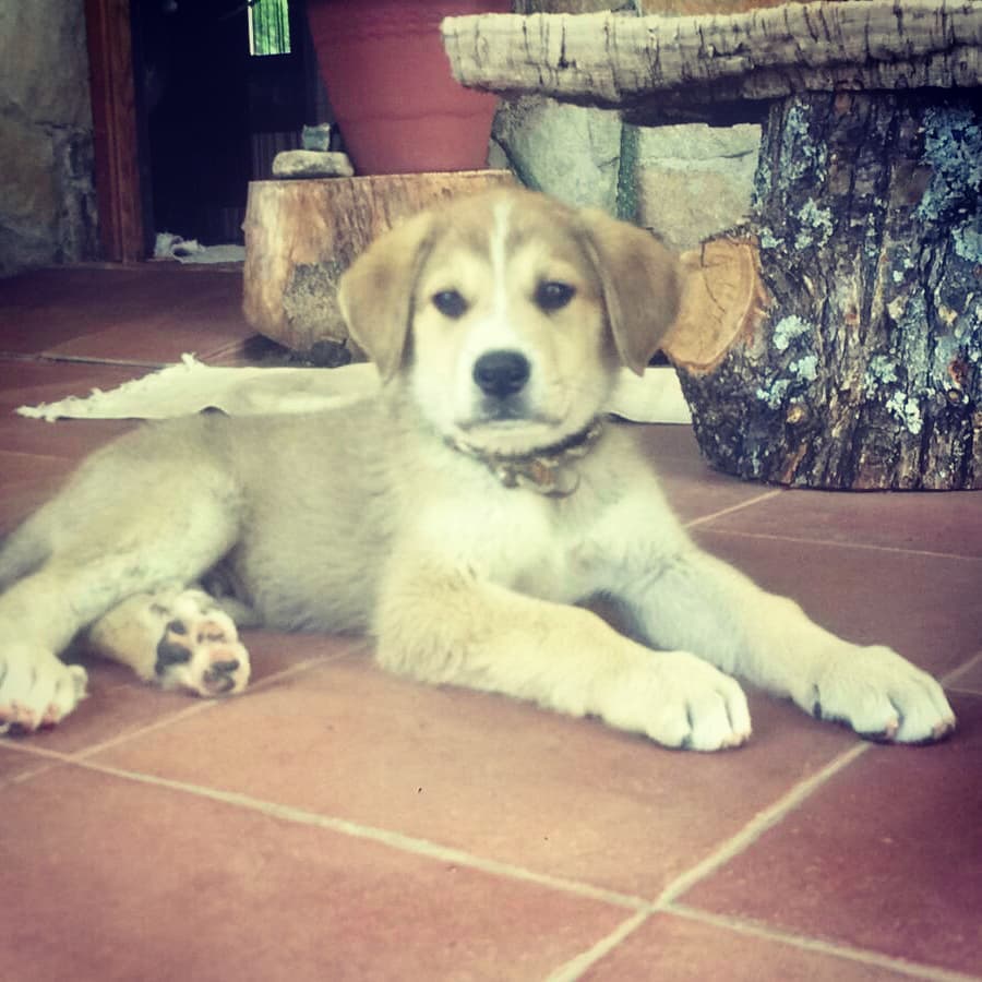 Сколько стоит жизнь с огромным псом в Испании1