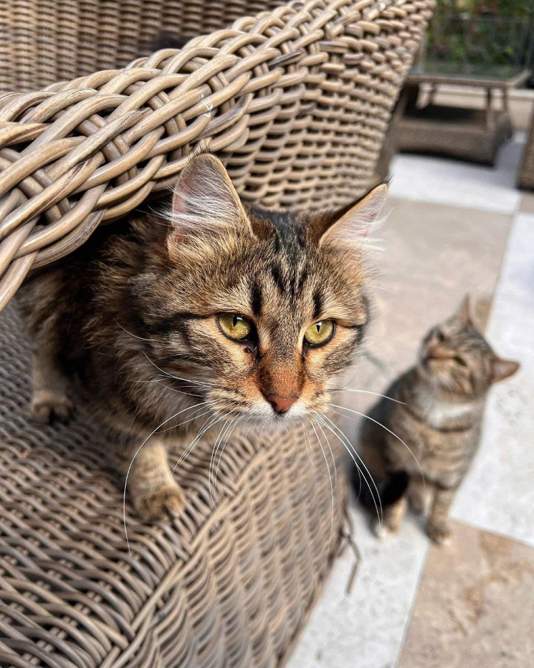 Свежий воздух, запах сосен и кругом котейки6