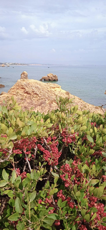 Португалия, отзыв8