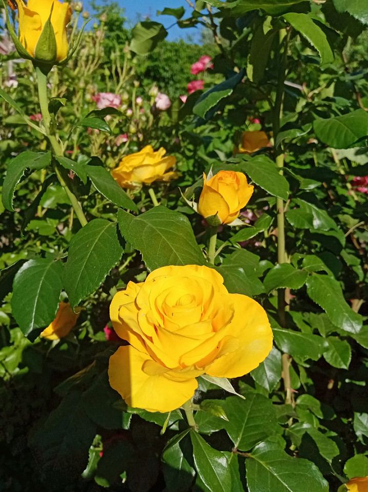 Забил на Турцию15