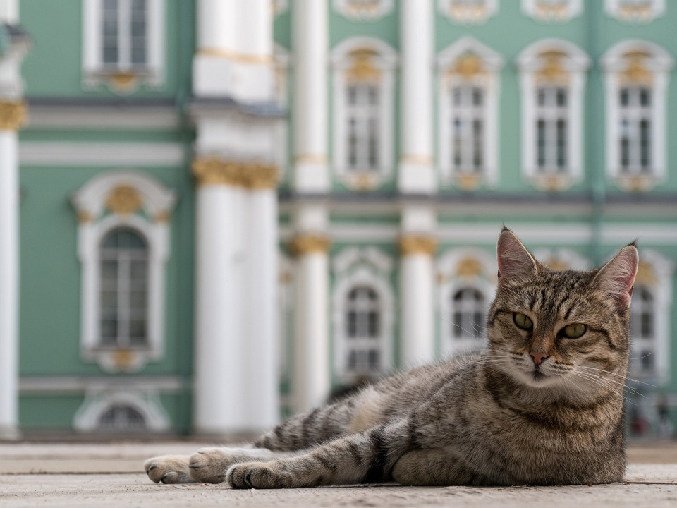 Музейный кот, Эрмитаж