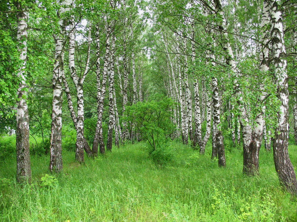 Березовая аллея, Ясная Поляна