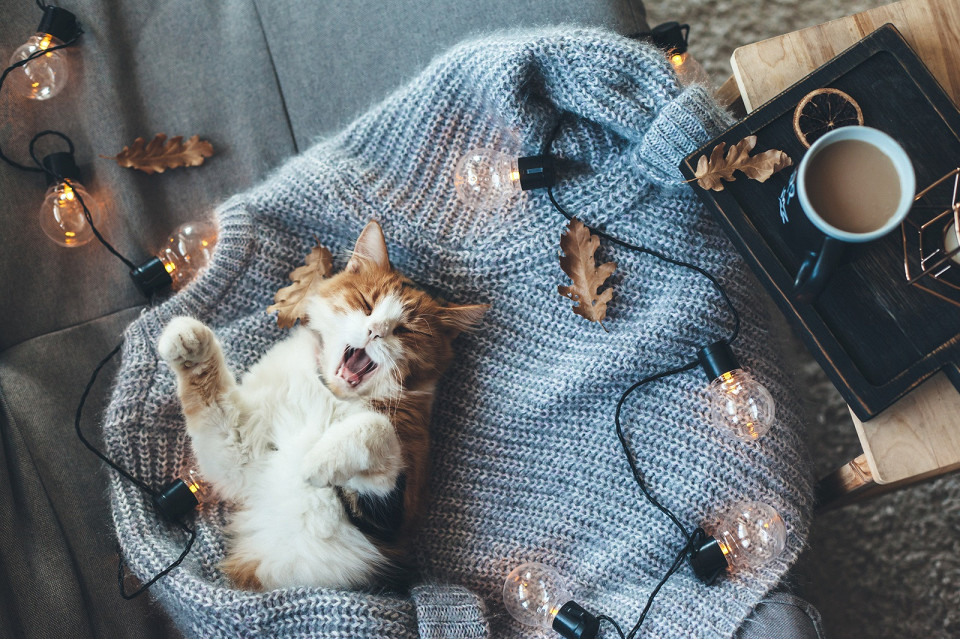 Кот зевает