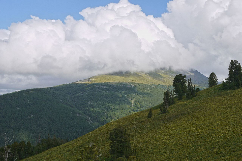 Горный Чарыш, Чарышский заказник