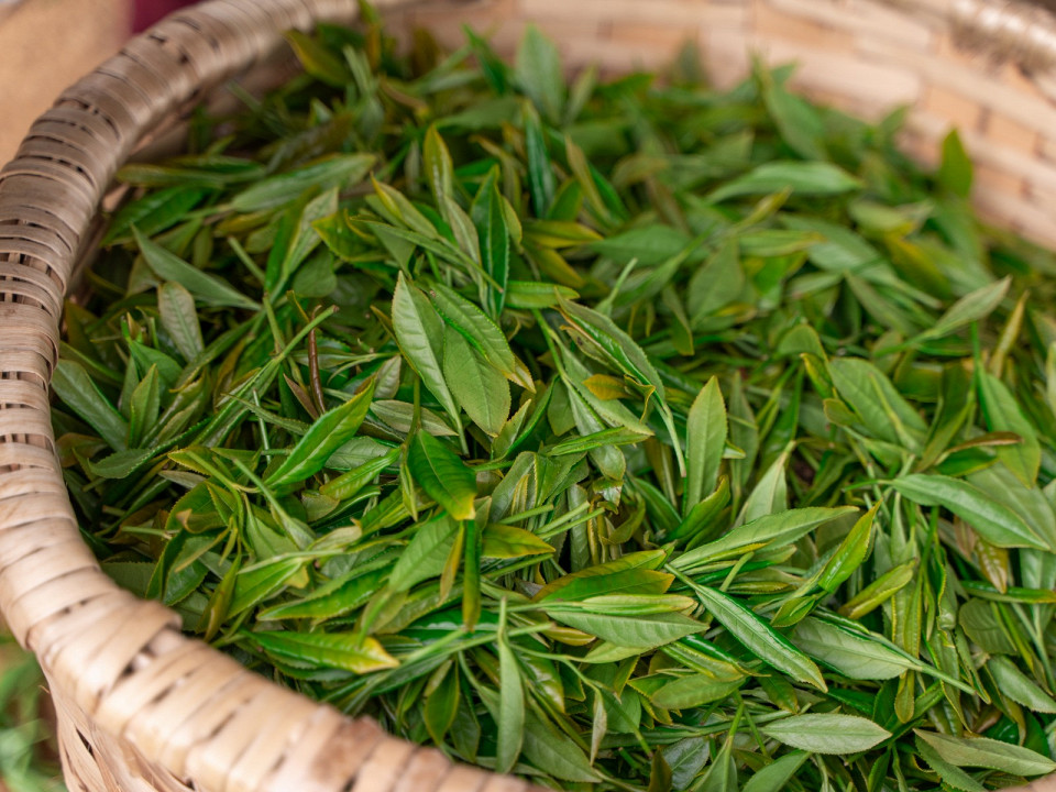 Где растет чай 7