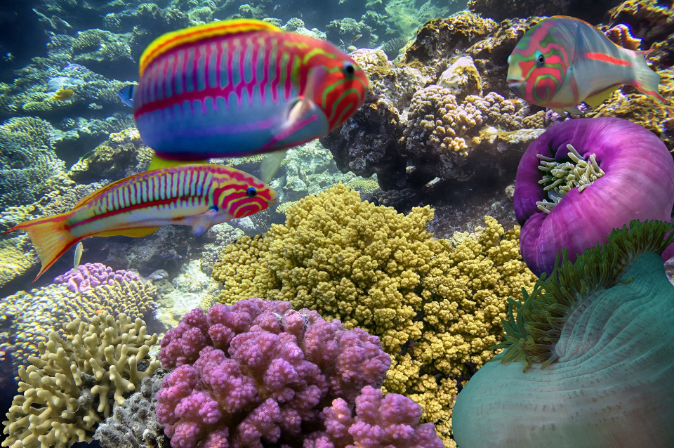 Кораллы Красного моря, Египет