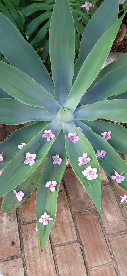 Португалия, отзыв2