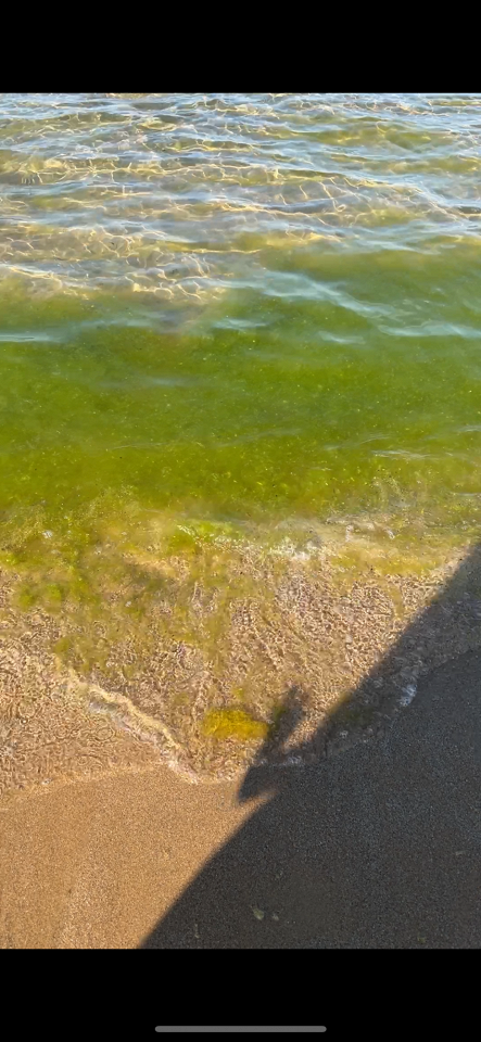 Водоросли в Анапе, отзыв3