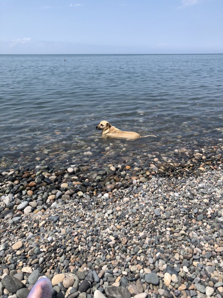 Температура воды в Черном море в городе Батуми в июле